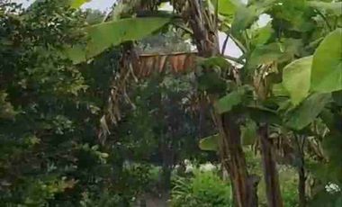 se vende Quinta totalmente equipada en Tumbabiro Urcuqui Imbabura Ecuador con árboles frutales