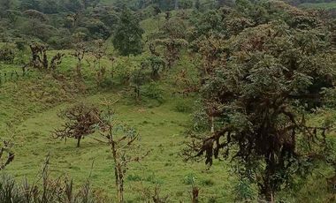 Se vende 39,5 hectáreas, Vía a Pacto, Tulipe recinto Las Tolas