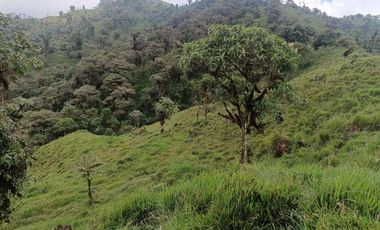 Se vende 39,5 hectáreas, Vía a Pacto, Tulipe recinto Las Tolas