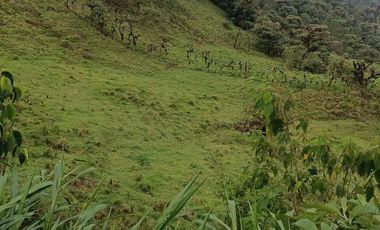 Se vende 39,5 hectáreas, Vía a Pacto, Tulipe recinto Las Tolas