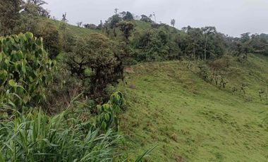 Se vende 39,5 hectáreas, Vía a Pacto, Tulipe recinto Las Tolas