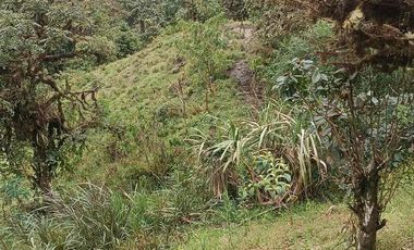 Se vende 39,5 hectáreas, Vía a Pacto, Tulipe recinto Las Tolas