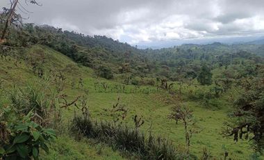 Se vende 39,5 hectáreas, Vía a Pacto, Tulipe recinto Las Tolas