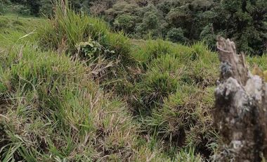 Se vende 39,5 hectáreas, Vía a Pacto, Tulipe recinto Las Tolas