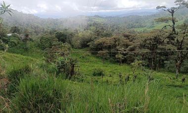 Se vende 39,5 hectáreas, Vía a Pacto, Tulipe recinto Las Tolas