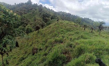 Se vende 39,5 hectáreas, Vía a Pacto, Tulipe recinto Las Tolas