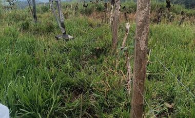 Se vende 39,5 hectáreas, Vía a Pacto, Tulipe recinto Las Tolas