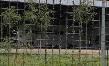 Dijual Tanah Dan Bangunan Jalan Raya Bancar, Desa Margosuko Kec Bancar Tuban Cocok Dibuat untuk Pergudangan atau Bengkel