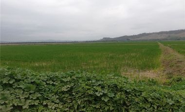 Terreno Arrocero en Venta en Rocafuerte Manabi