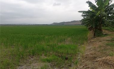Terreno Arrocero en Venta en Rocafuerte Manabi