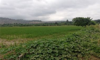 Terreno Arrocero en Venta en Rocafuerte Manabi