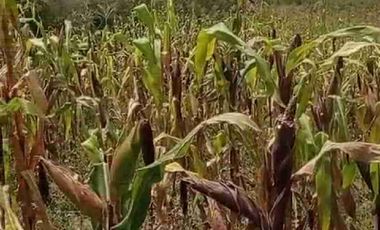 terreno plano área de 2.800 metros en patalanga otavalo Imbabura Ecuador