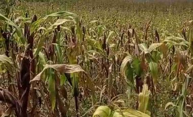 terreno plano área de 2.800 metros en patalanga otavalo Imbabura Ecuador