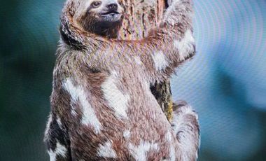 100 hectáreas San Miguel de Los Bancos de Venta