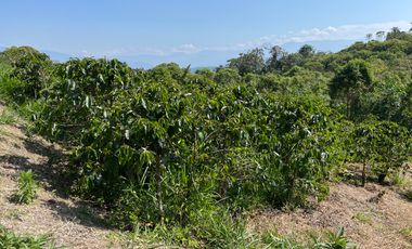 100 hectáreas San Miguel de Los Bancos de Venta