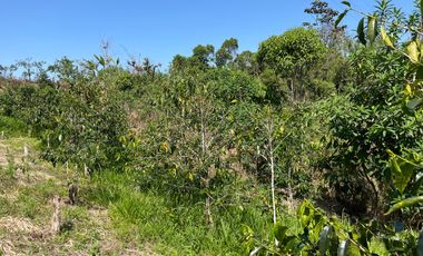 100 hectáreas San Miguel de Los Bancos de Venta