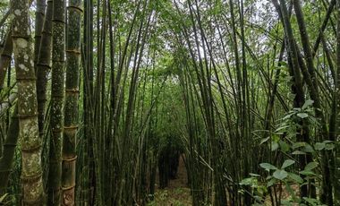 100 hectáreas San Miguel de Los Bancos de Venta