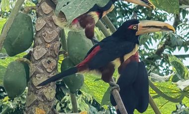 100 hectáreas San Miguel de Los Bancos de Venta