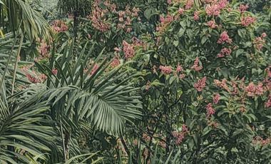 100 hectáreas San Miguel de Los Bancos de Venta