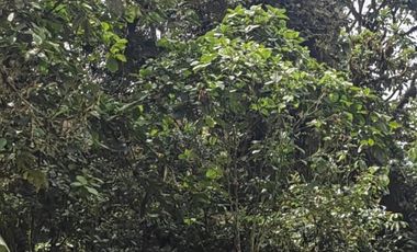 100 hectáreas San Miguel de Los Bancos de Venta