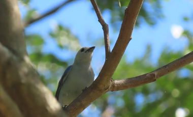 VENDO FINCA UBICACION ESTRATEGICA,.ANAPOIMA CUNDINAMARCA.