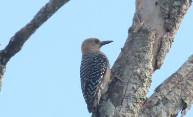 VENDO FINCA UBICACION ESTRATEGICA,.ANAPOIMA CUNDINAMARCA.