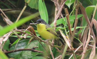 VENDO FINCA UBICACION ESTRATEGICA,.ANAPOIMA CUNDINAMARCA.
