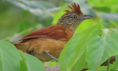 VENDO FINCA UBICACION ESTRATEGICA,.ANAPOIMA CUNDINAMARCA.