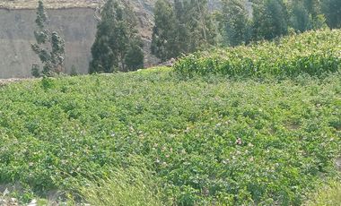 OPORTUNIDAD DE INVERSIÓN EN EL CORAZÓN DEL VALLE SAGRADO, OLLANTAYTAMBO – CUSCO  Terreno en Venta – Exclusiva ubicación en el Valle Sagrado
