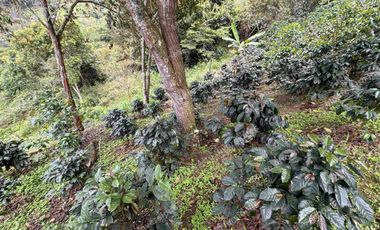 VENTA | 💰 Genera ingresos desde el primer día: lote1000metros  cafetero en zona turística de alta valorización