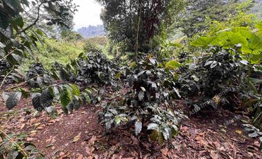 VENTA | 💰 Genera ingresos desde el primer día: lote1000metros  cafetero en zona turística de alta valorización