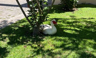 CASA AMOBLADA EN RENTA – PAKAKUNA GARDENS, CHECA
