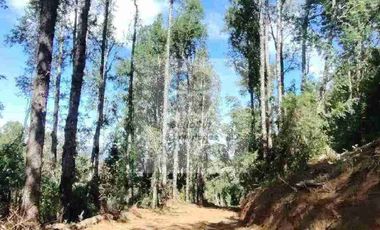 PARCELAS CON BOSQUE NATIVO, ALGUNAS CON VISTA AL VOLCÁN VILLARRICA