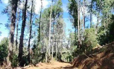 PARCELAS CON BOSQUE NATIVO, ALGUNAS CON VISTA AL VOLCÁN VILLARRICA