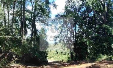 PARCELAS CON BOSQUE NATIVO, ALGUNAS CON VISTA AL VOLCÁN VILLARRICA