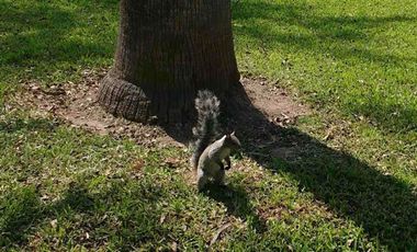 Venta de Terreno para proyecto inmobiliario en zona previligiada de Surco ( por el Trigal)