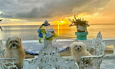 RUSH SALE CATMON RESORT/HOUSE WITH SEVEN BEDROOMS AND ALONG THE ROAD  SAVE P7MN