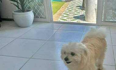 RUSH SALE CATMON RESORT/HOUSE WITH SEVEN BEDROOMS AND ALONG THE ROAD  SAVE P7MN