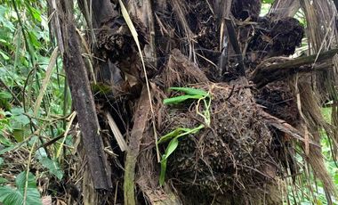 Venta Reserva Natural en Manta Bosque Pacoche