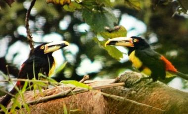 Venta Reserva Natural en Manta Bosque Pacoche