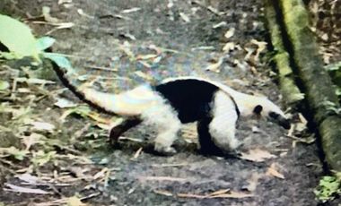 Venta Reserva Natural en Manta Bosque Pacoche