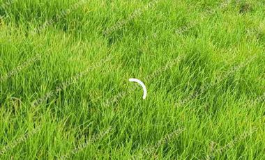 “TIERRA QUE PRODUCE, INVERSIÓN QUE CRECE” 20 mil metros dividido en potreros😊