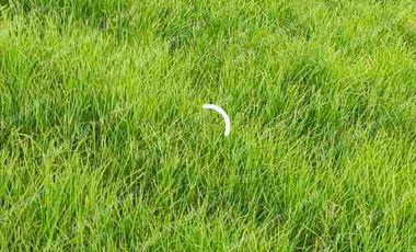 “TIERRA QUE PRODUCE, INVERSIÓN QUE CRECE” 20 mil metros dividido en potreros😊