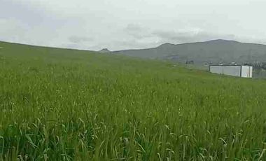 Se Vende finca de 110 hectáreas En Cayambe Pichincha Ecuador para proyecto se vende en su totalidad