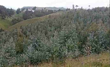 Se Vende finca de 110 hectáreas En Cayambe Pichincha Ecuador para proyecto se vende en su totalidad