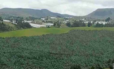 Se Vende finca de 110 hectáreas En Cayambe Pichincha Ecuador para proyecto se vende en su totalidad