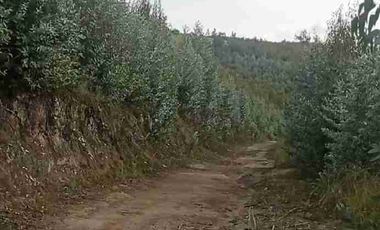 Se Vende finca de 110 hectáreas En Cayambe Pichincha Ecuador para proyecto se vende en su totalidad