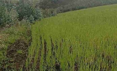 Se Vende finca de 110 hectáreas En Cayambe Pichincha Ecuador para proyecto se vende en su totalidad