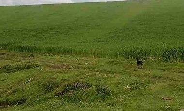 Se Vende finca de 110 hectáreas En Cayambe Pichincha Ecuador para proyecto se vende en su totalidad