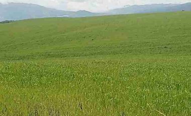 Se Vende finca de 110 hectáreas En Cayambe Pichincha Ecuador para proyecto se vende en su totalidad